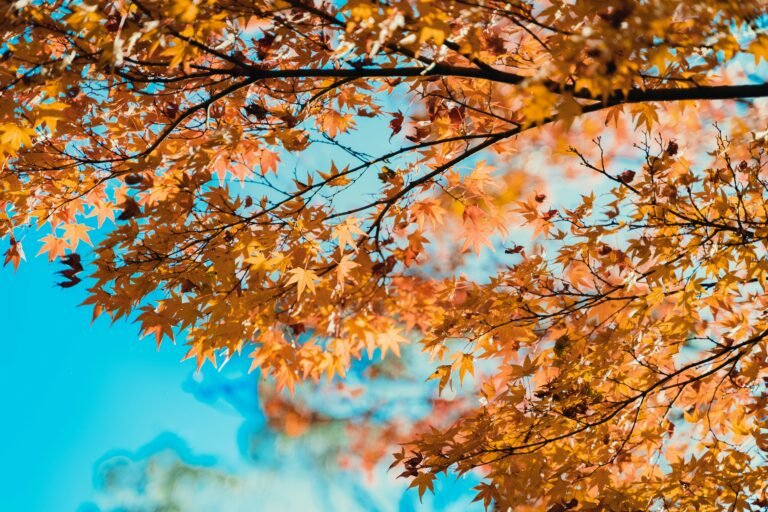 Cozying Up: Easy Decor Shifts to Transition from Summer to Fall